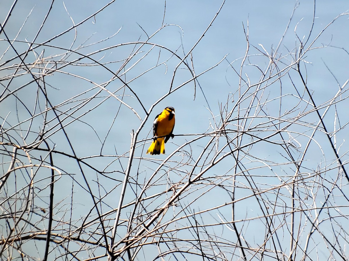 Bullock's Oriole - ML618921693