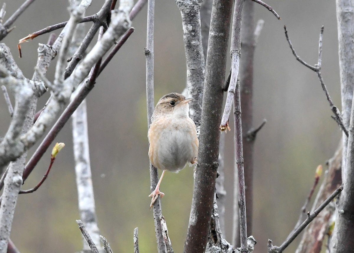 Sedge Wren - Gary Chapin