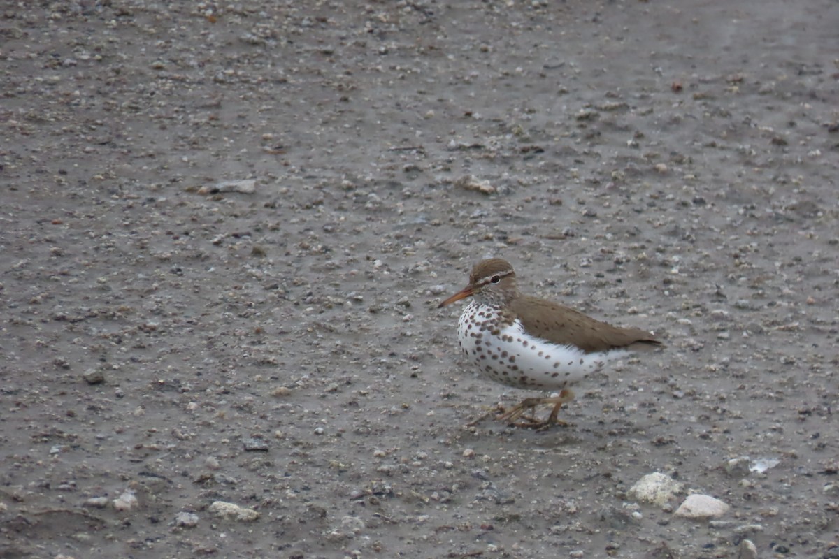 Spotted Sandpiper - David Orth-Moore