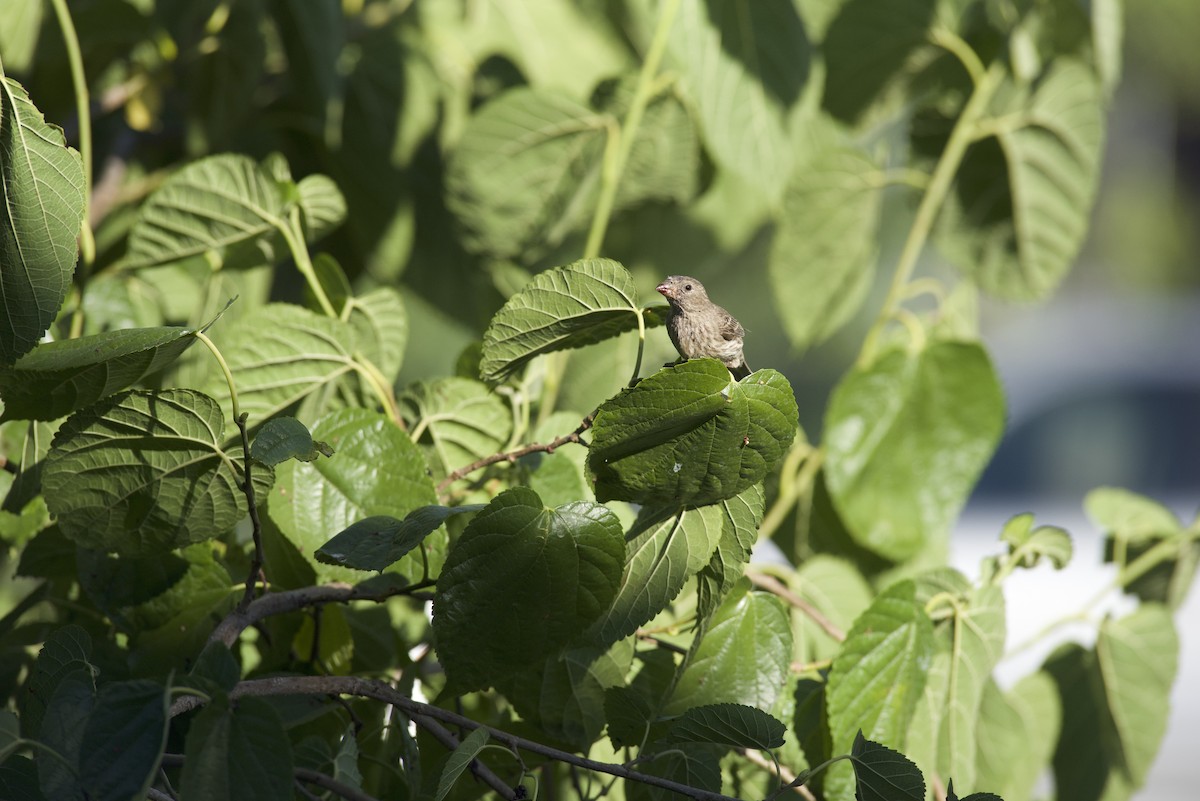 House Finch - Robert Carter