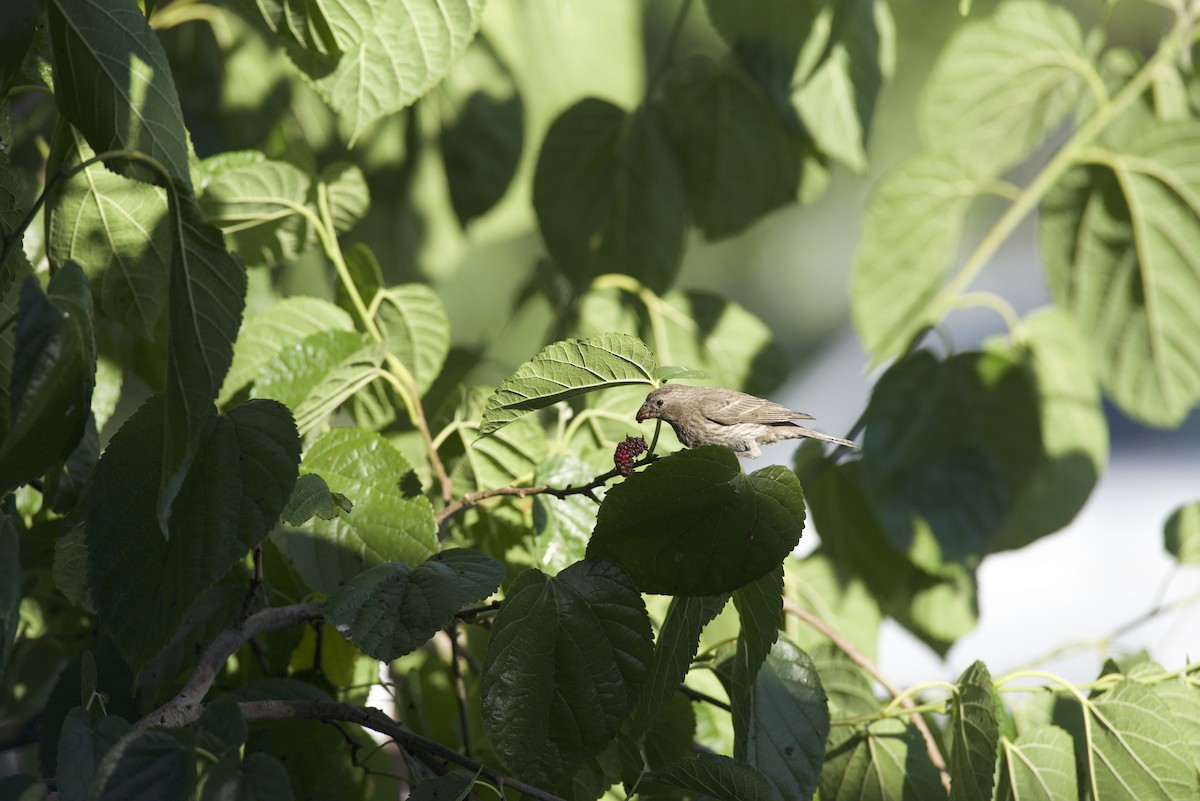 House Finch - Robert Carter