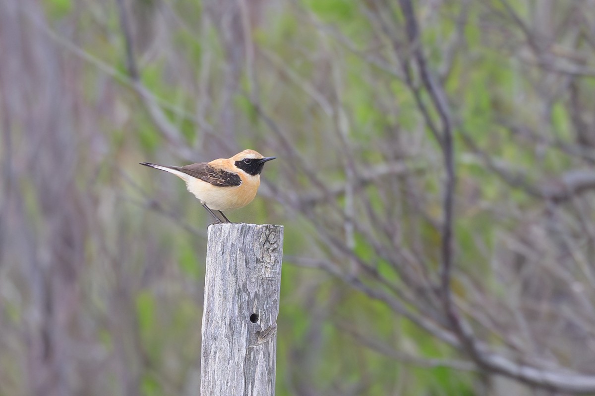 Western Black-eared Wheatear - Sylvain Reyt