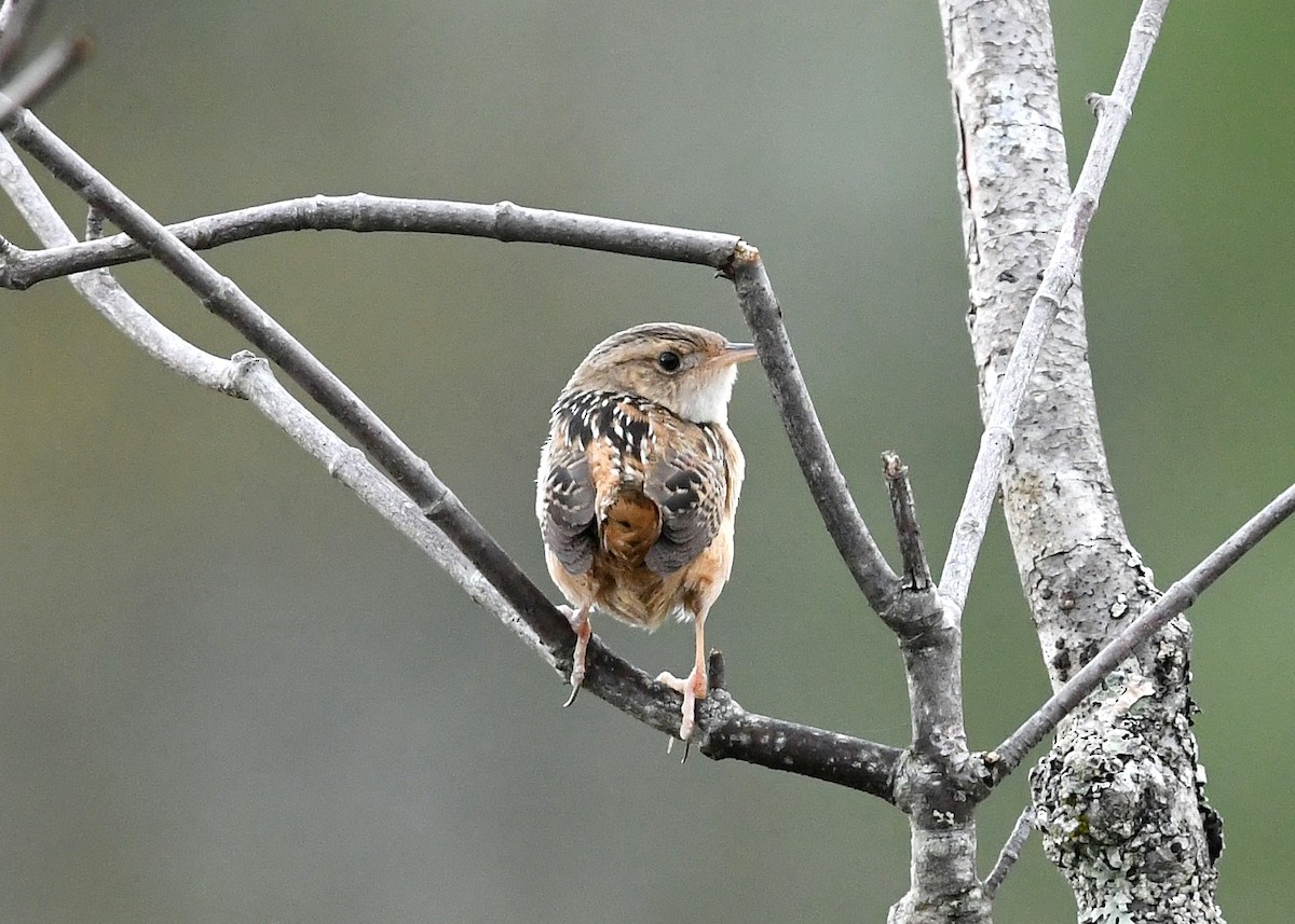 Sedge Wren - Gary Chapin