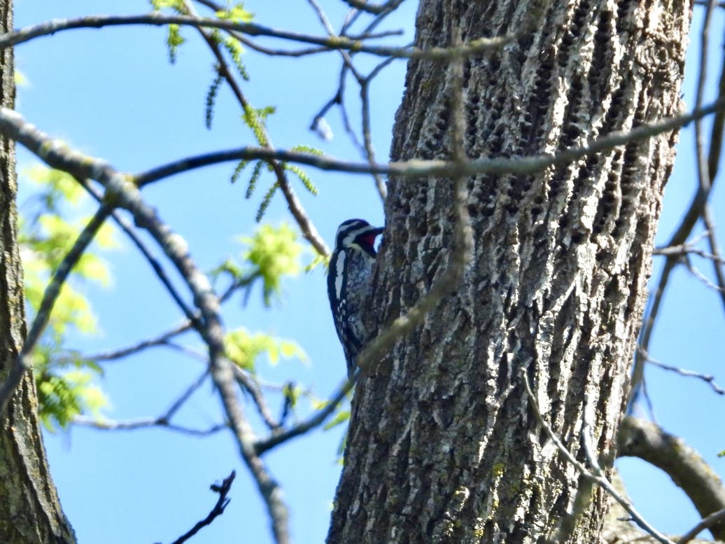 Yellow-bellied Sapsucker - ML618921738