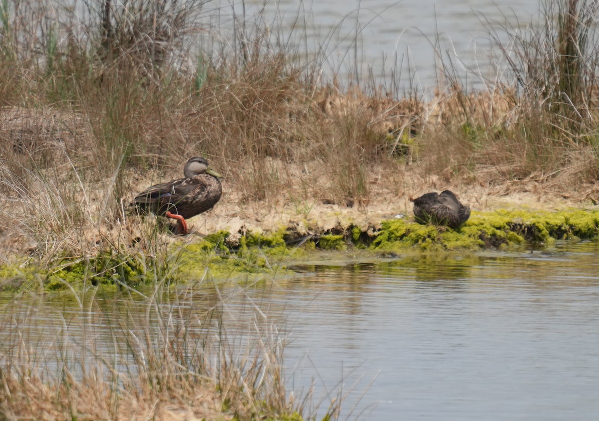 American Black Duck - ML618921740