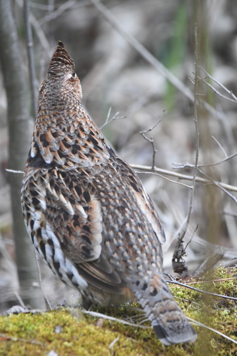 Ruffed Grouse - Ryne Rutherford