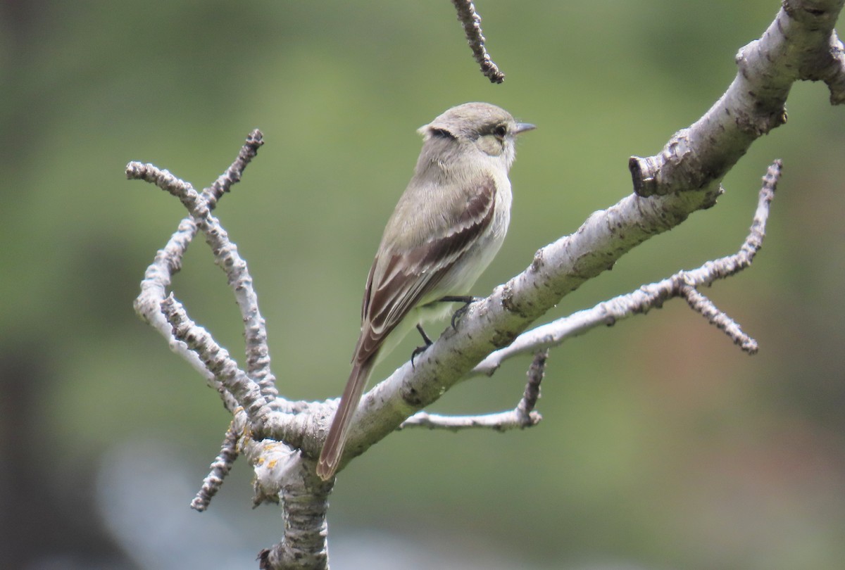 Gray Flycatcher - Merri R