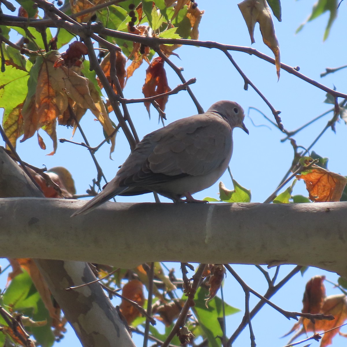 Eurasian Collared-Dove - ML618921744