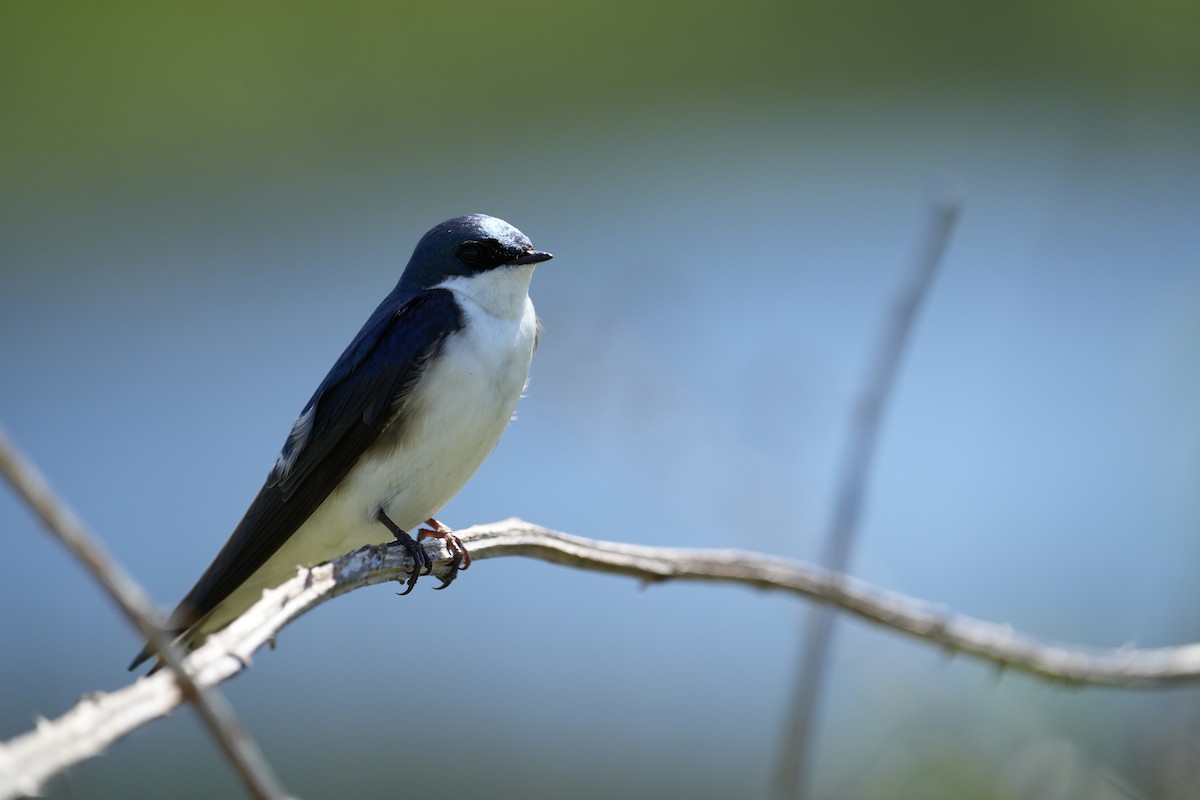 Tree Swallow - Derek Etherton