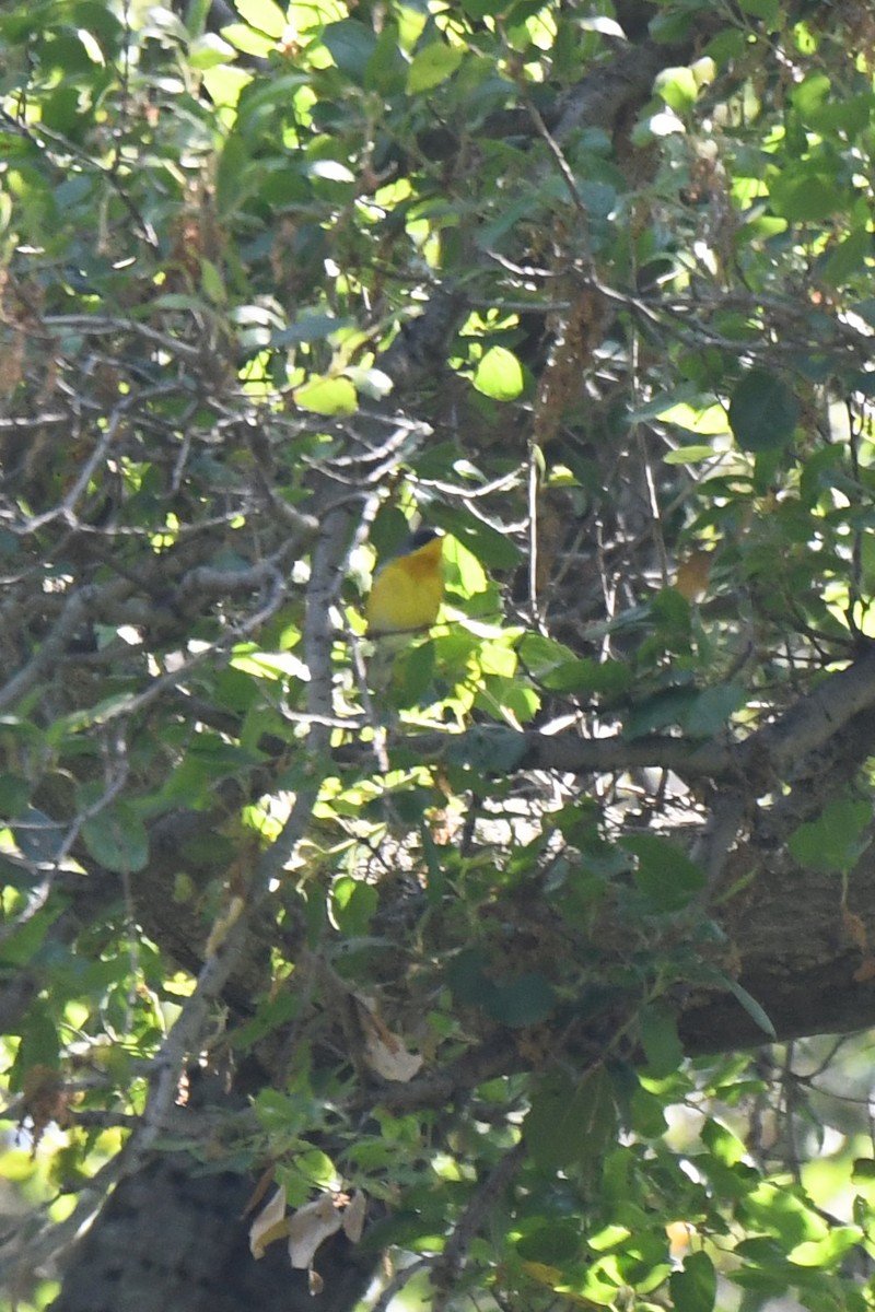 Tropical Parula - ML618921769