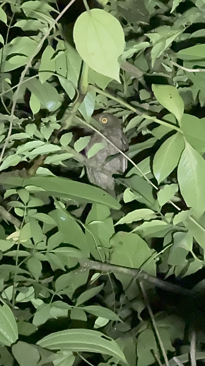 Puntarenas Screech-Owl (undescribed form) - ML618921775