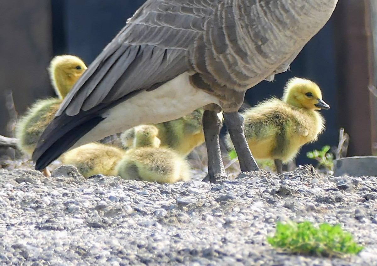 Canada Goose - ML618921780