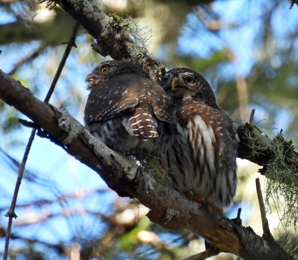 Northern Pygmy-Owl - Ken Burton