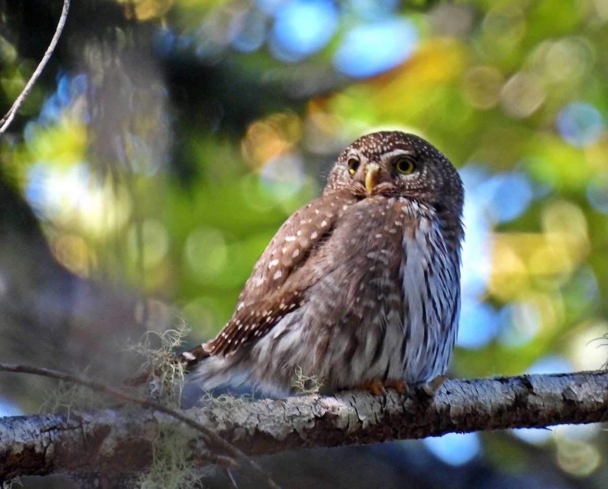 Northern Pygmy-Owl - Ken Burton