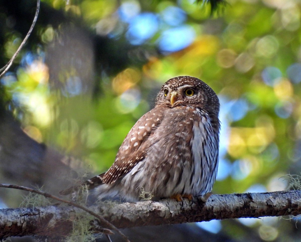 Northern Pygmy-Owl - Ken Burton