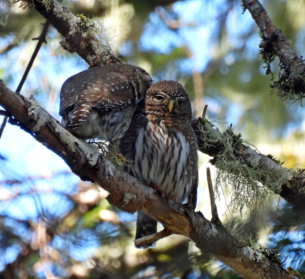 Northern Pygmy-Owl - Ken Burton