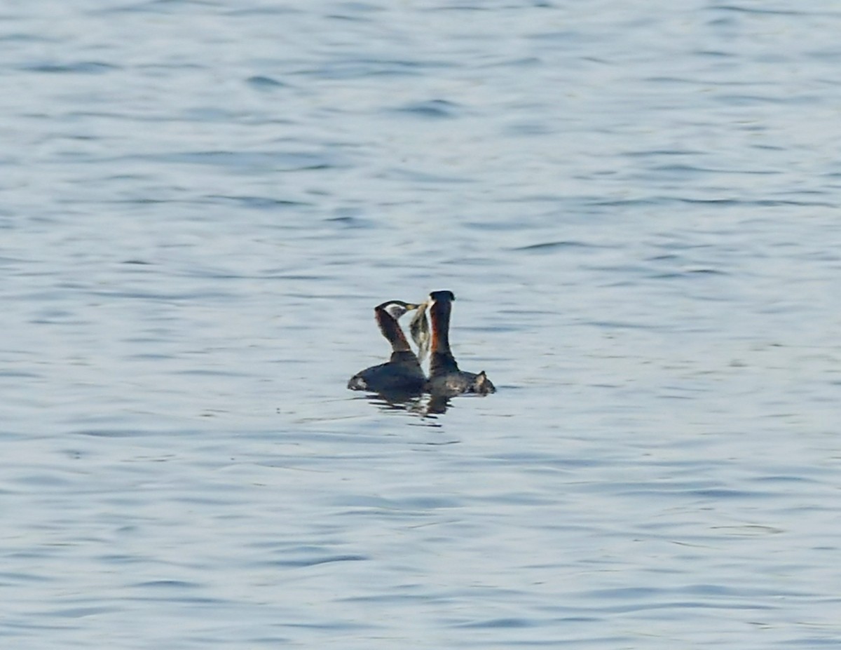 Red-necked Grebe - ML618921794