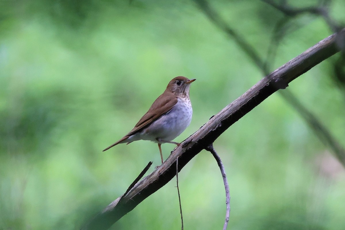 Veery - Yiming Qiu