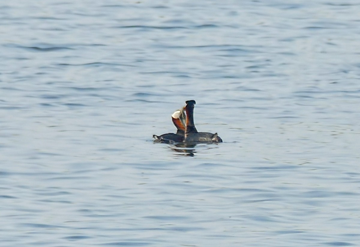 Red-necked Grebe - ML618921796