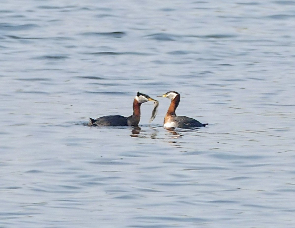 Red-necked Grebe - ML618921797