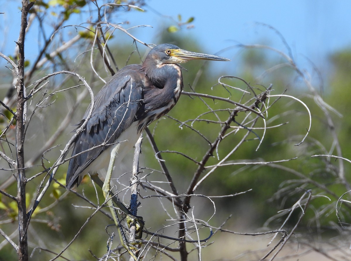 Tricolored Heron - Michael W. Sack