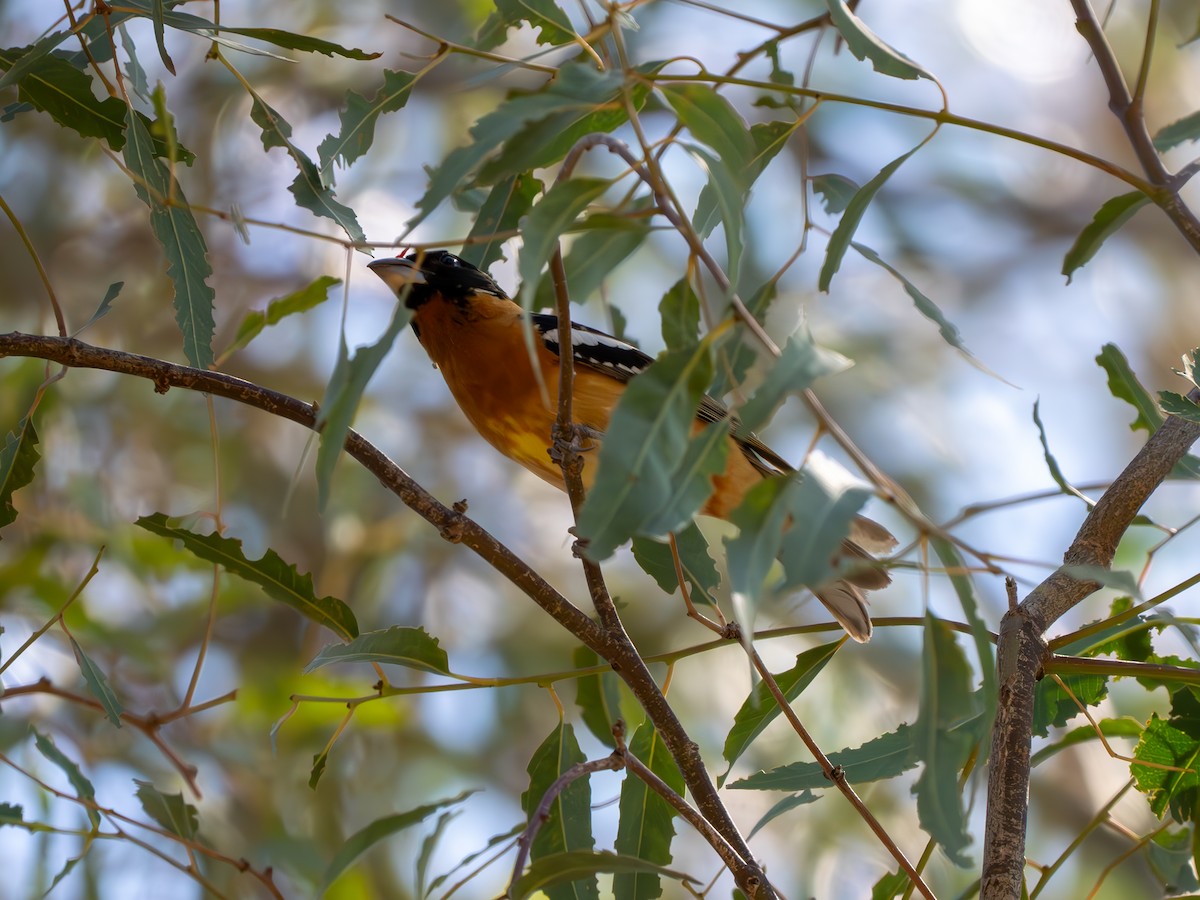 Black-headed Grosbeak - ML618921815