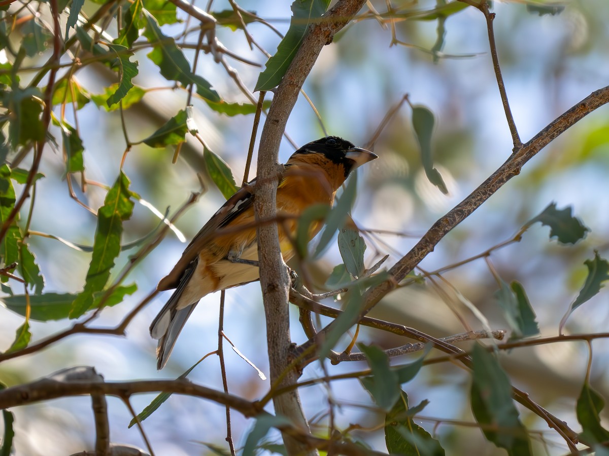 Black-headed Grosbeak - ML618921821