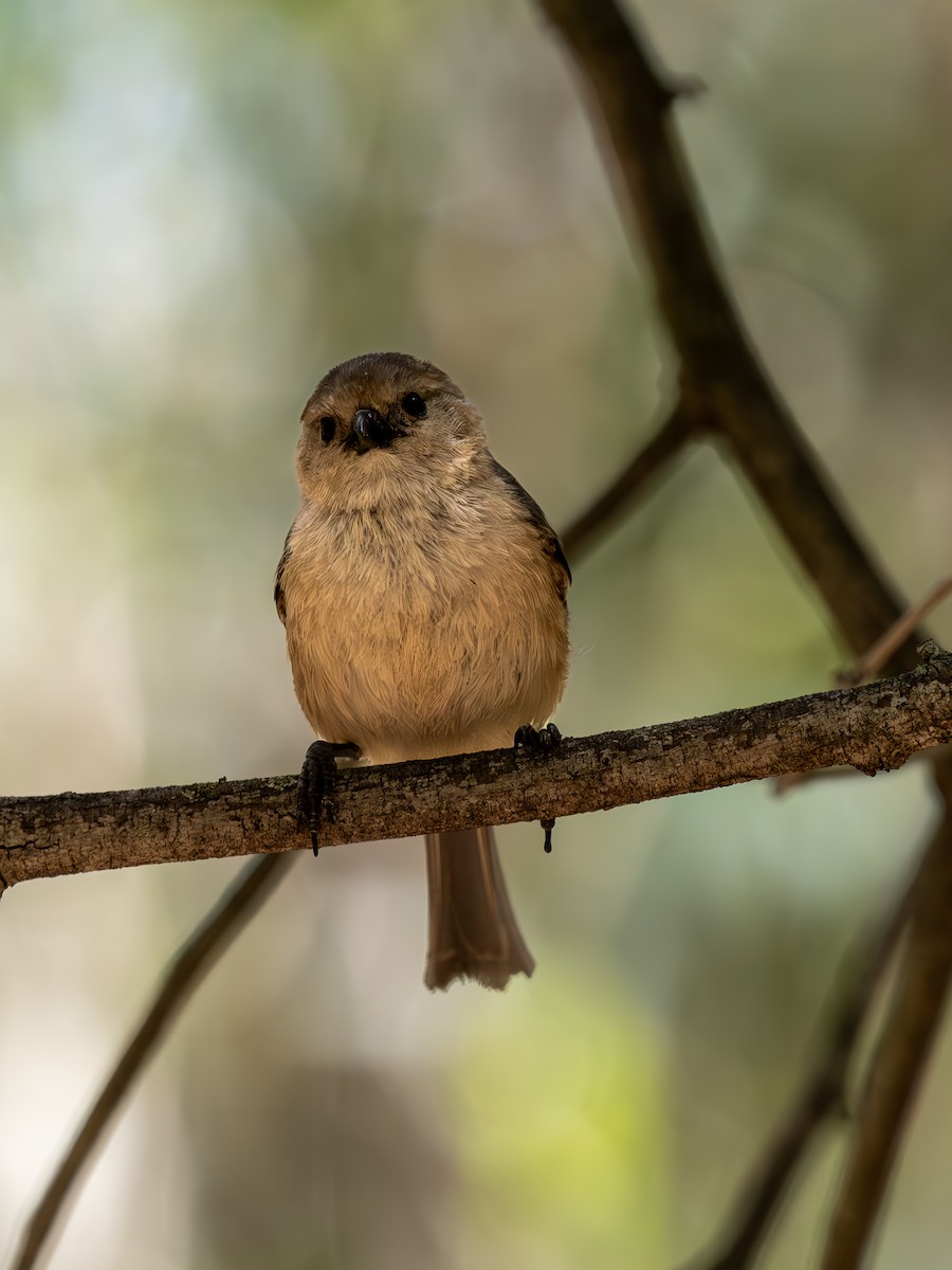 Bushtit - ML618921826