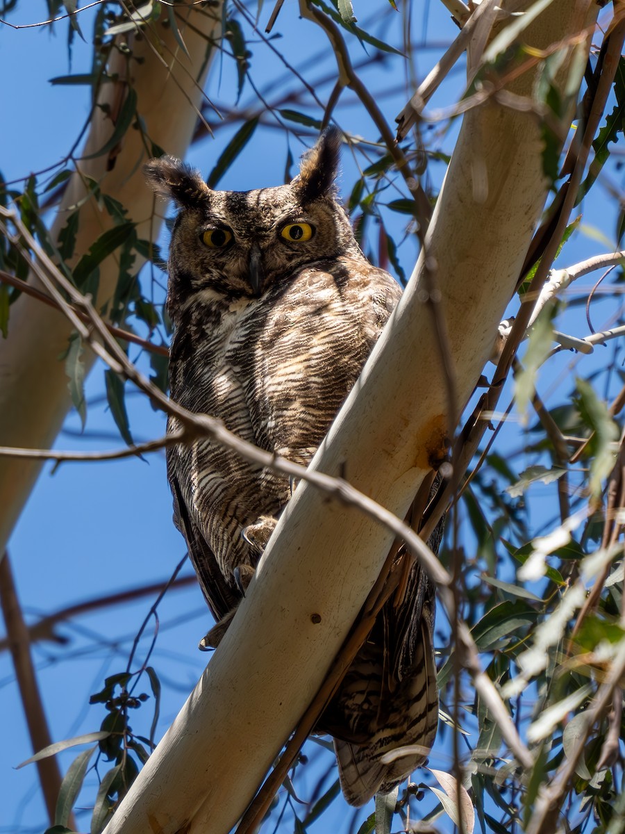 Great Horned Owl - ML618921829