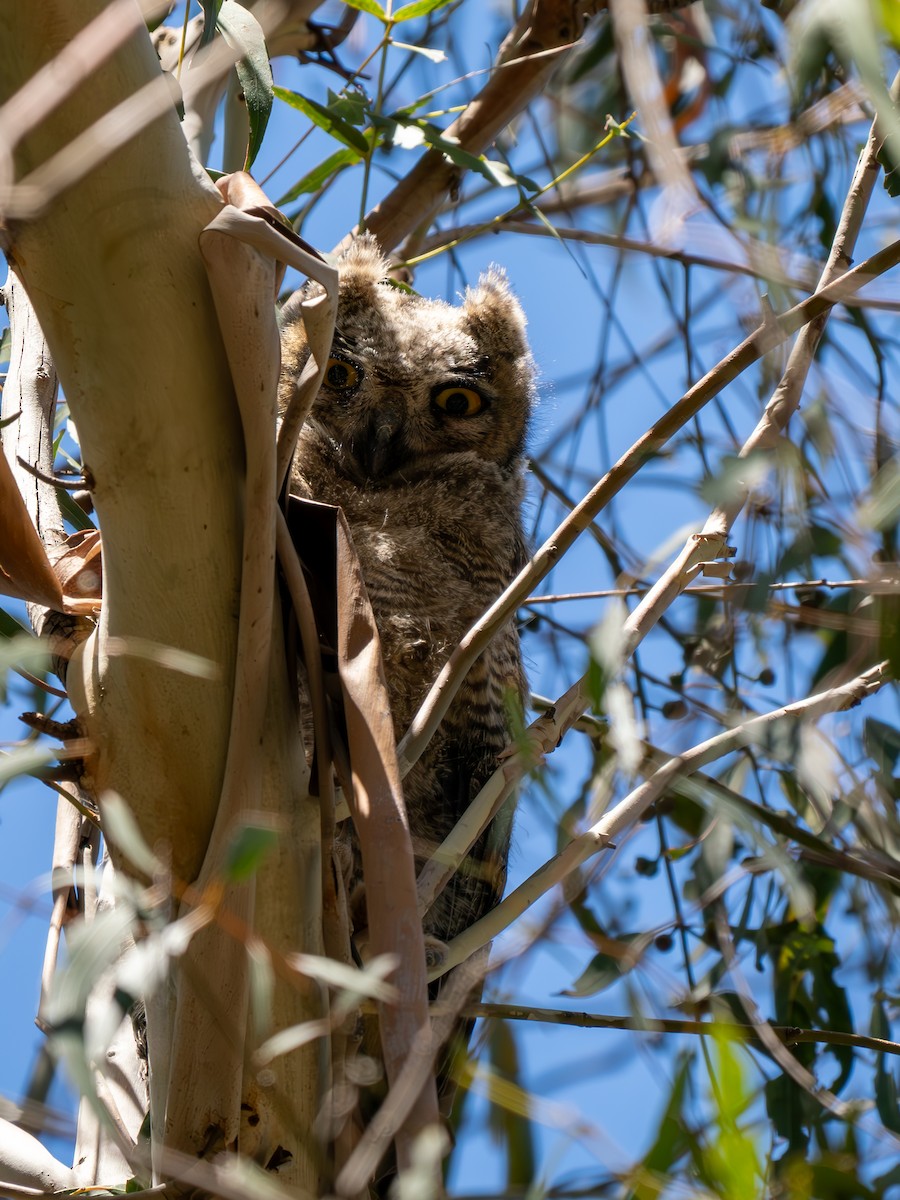 Great Horned Owl - ML618921830