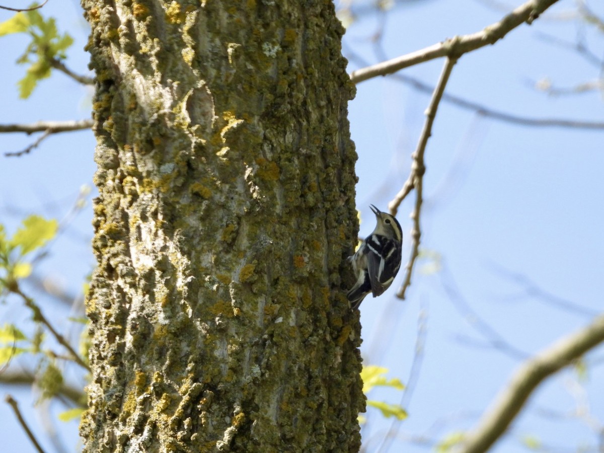 Black-and-white Warbler - ML618921839