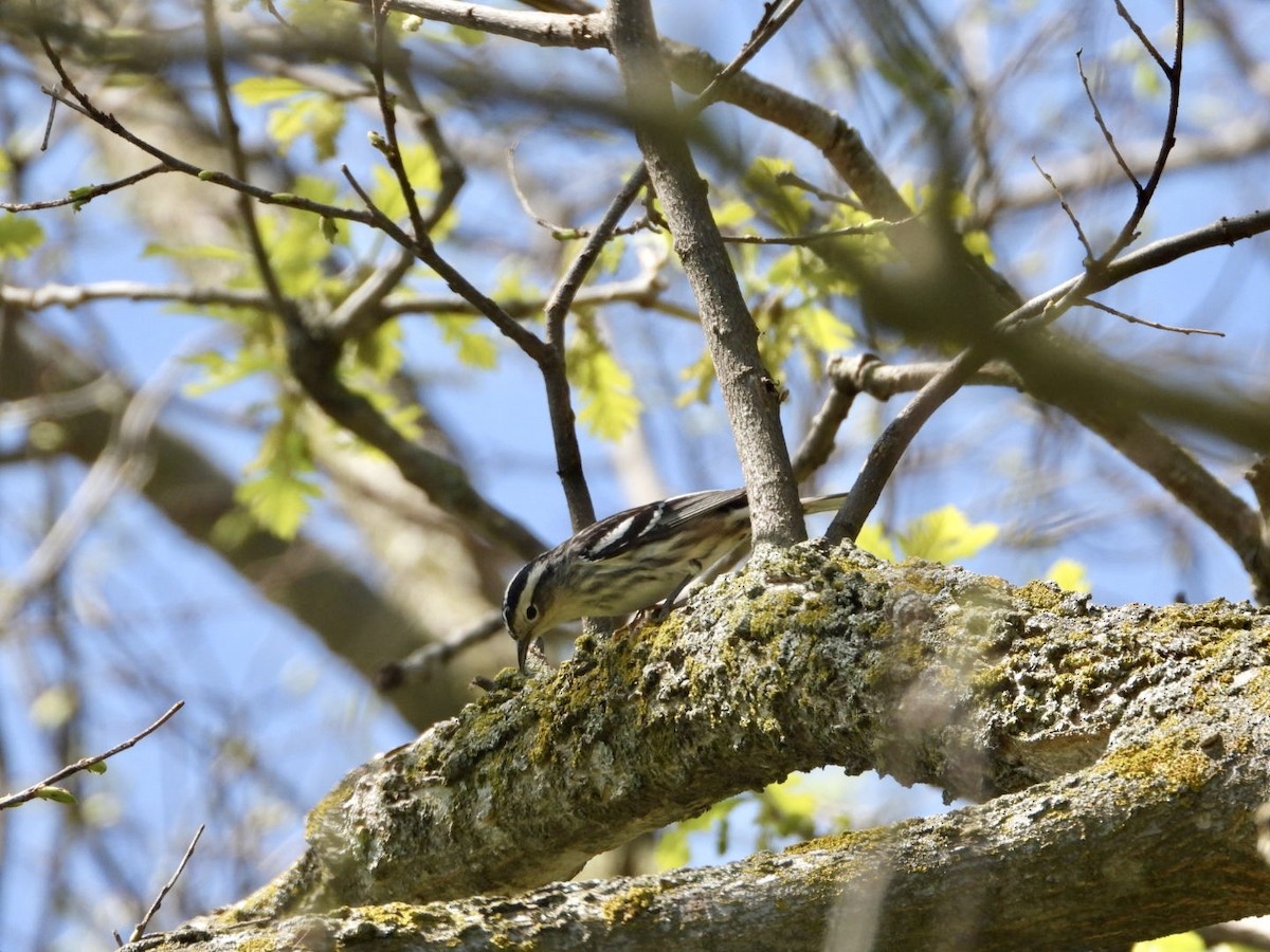 Black-and-white Warbler - ML618921840