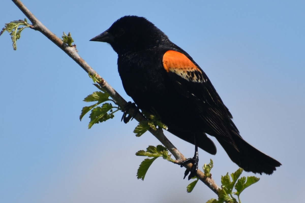 Red-winged Blackbird - ML618921845