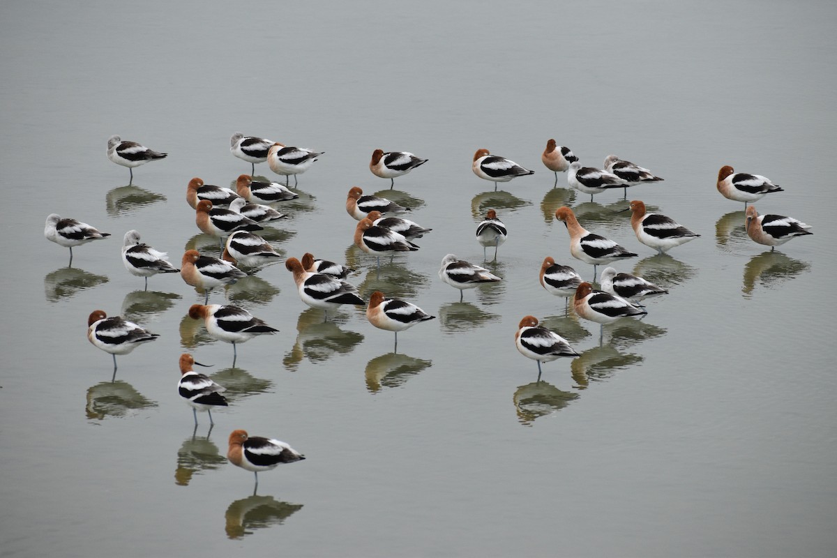 American Avocet - ML618921846