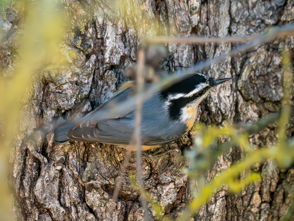 Red-breasted Nuthatch - ML618921856