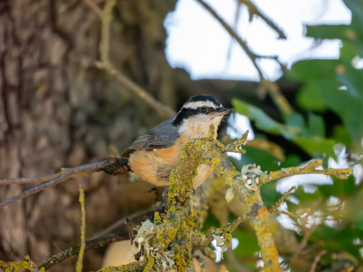 Red-breasted Nuthatch - ML618921857