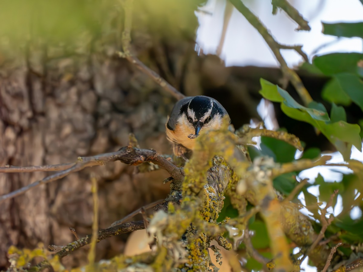 Red-breasted Nuthatch - ML618921858