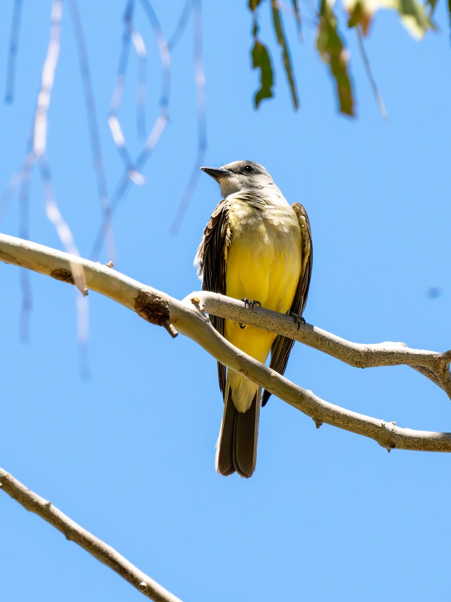 Western Kingbird - ML618921871