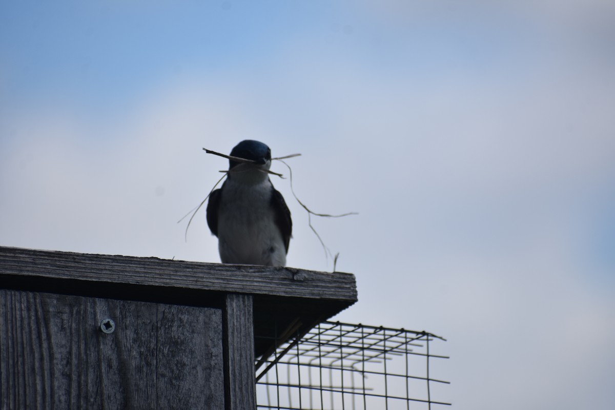 Tree Swallow - ML618921875