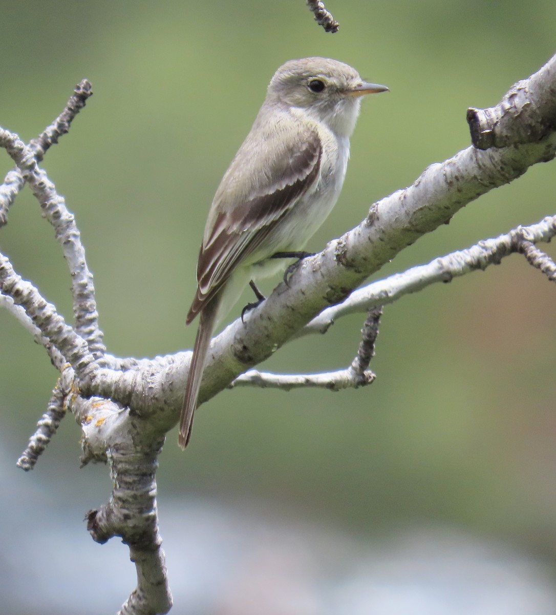 Gray Flycatcher - Merri R