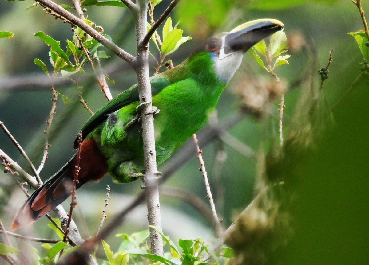Southern Emerald-Toucanet - Ledis Arango V.