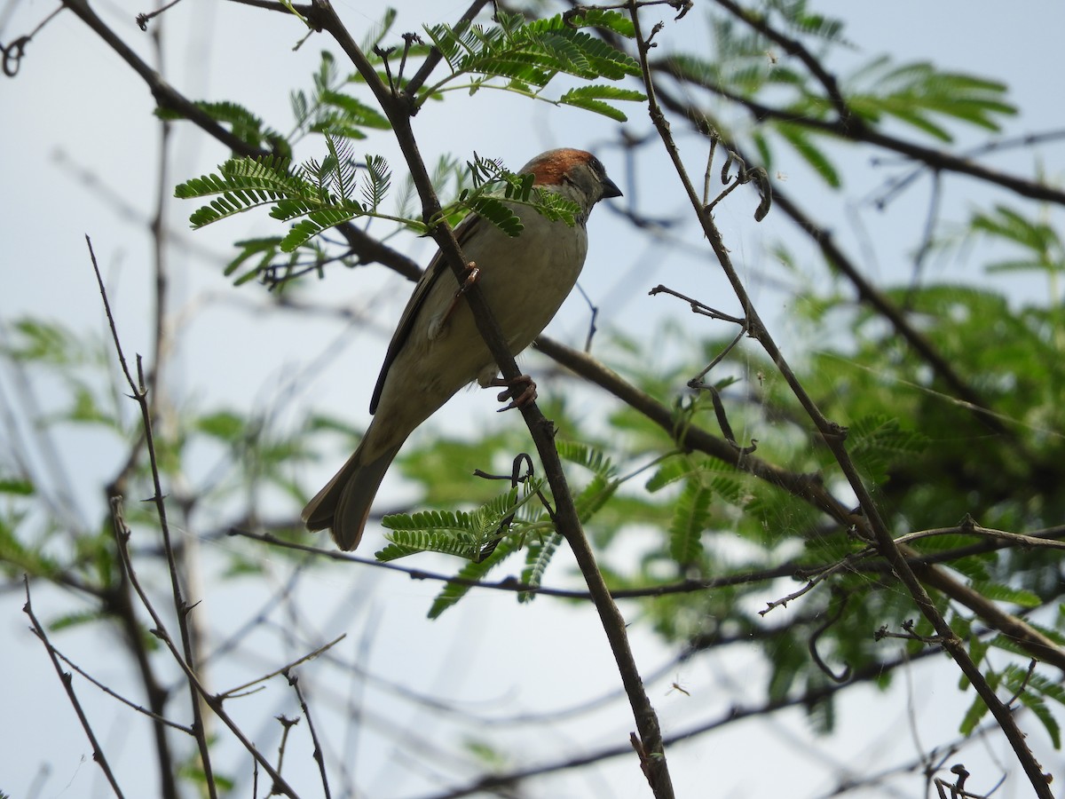 Sind Sparrow - Maureen Blackford