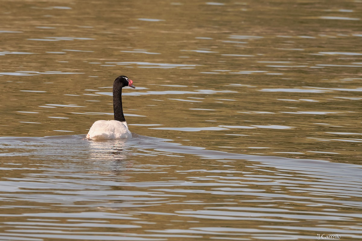 Black-necked Swan - Juan Carlos Carreño Rojas