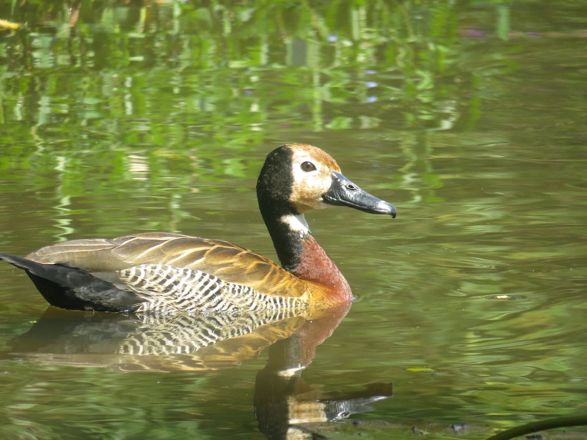 White-faced Whistling-Duck - Gabriel V Leite