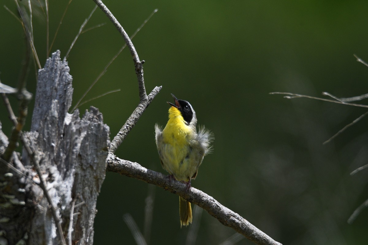 Common Yellowthroat - Kevin Roback