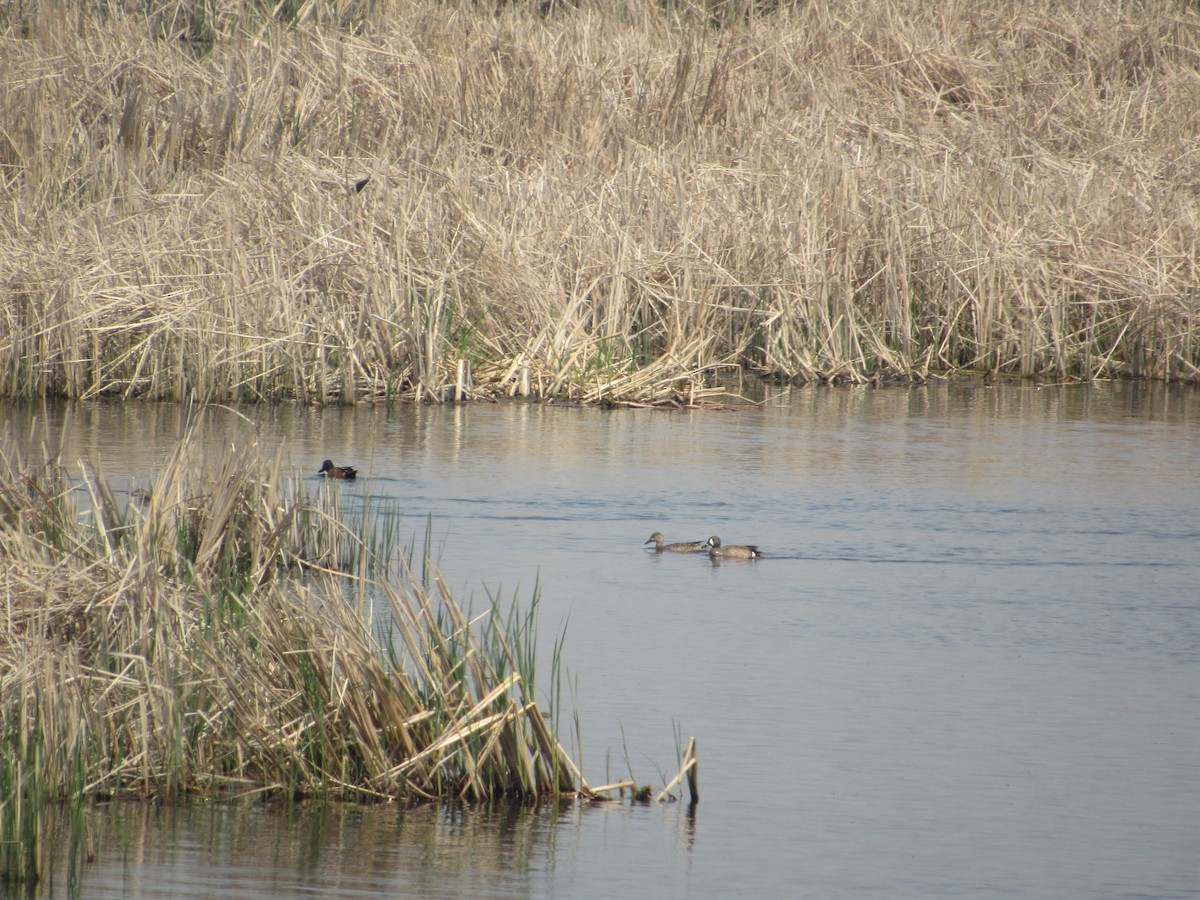 Blue-winged x Cinnamon Teal (hybrid) - ML618921920