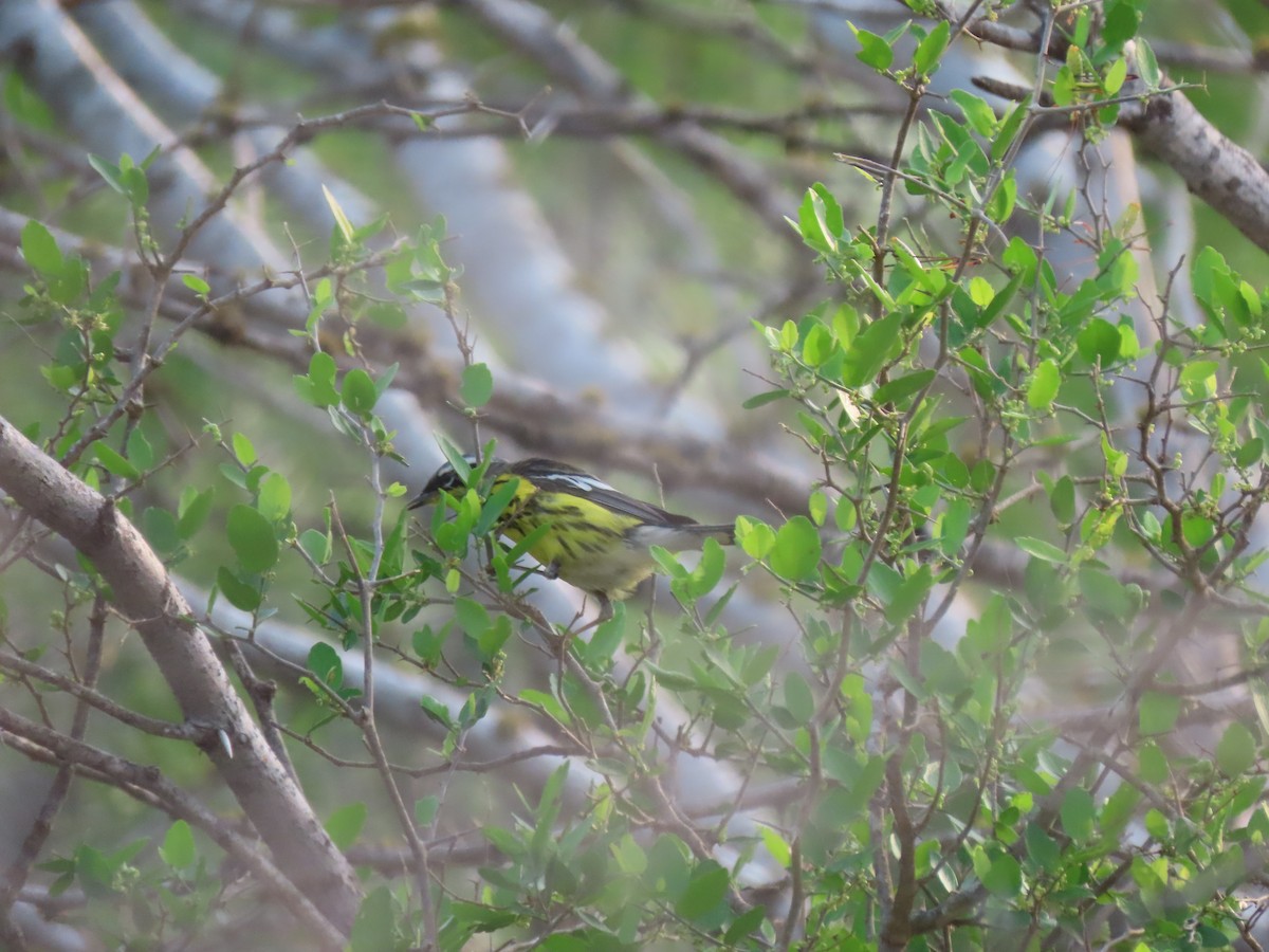 Magnolia Warbler - Kenneth Bader