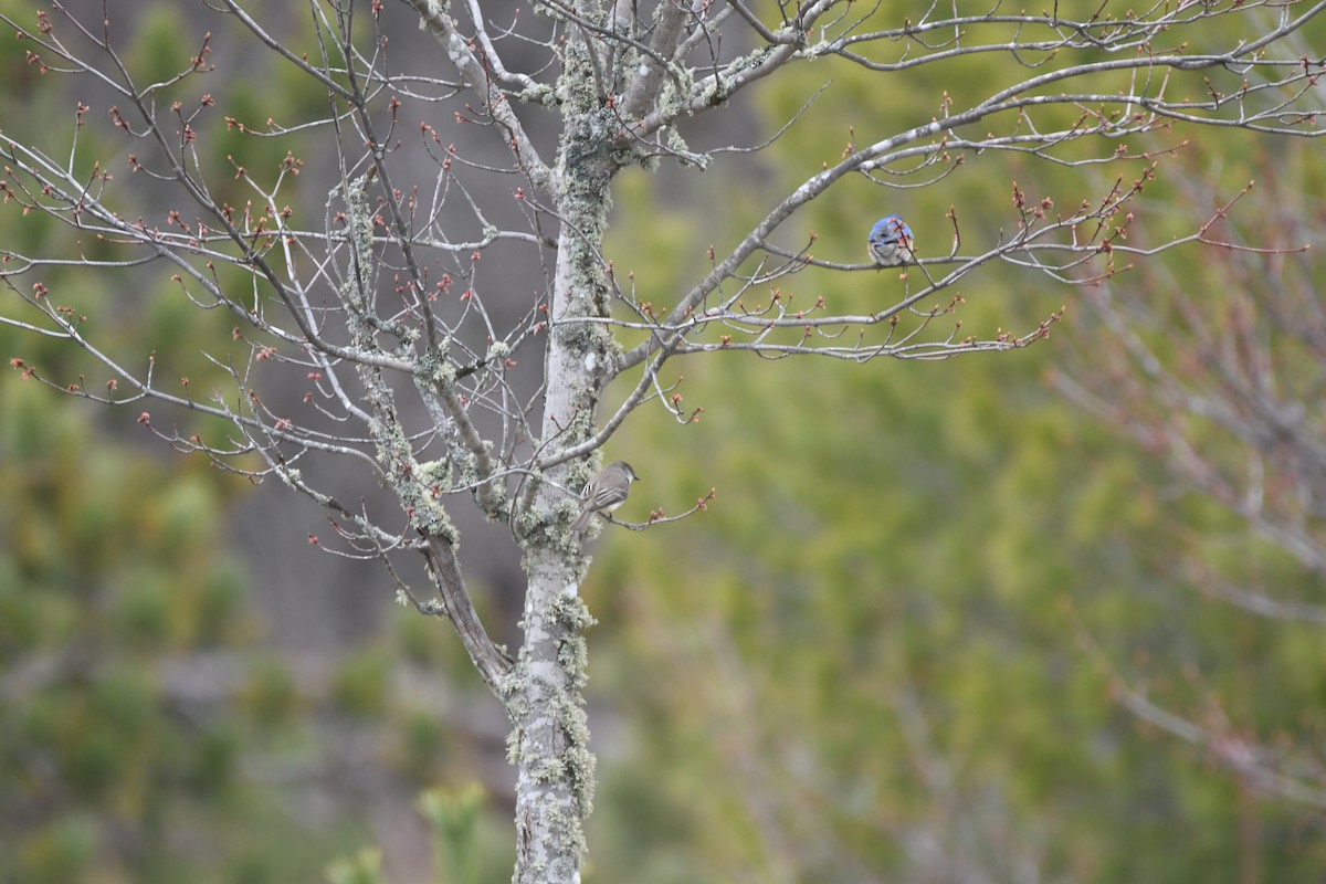 Eastern Phoebe - ML618921939