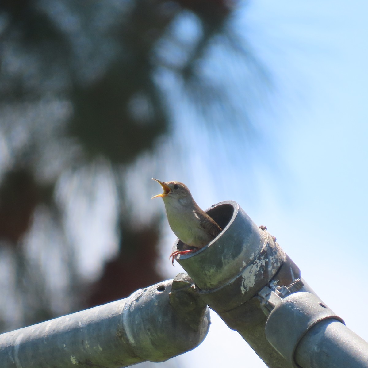 House Wren - Brian Nothhelfer