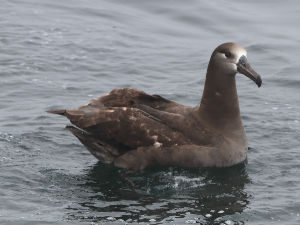 Black-footed Albatross - Chris Overington